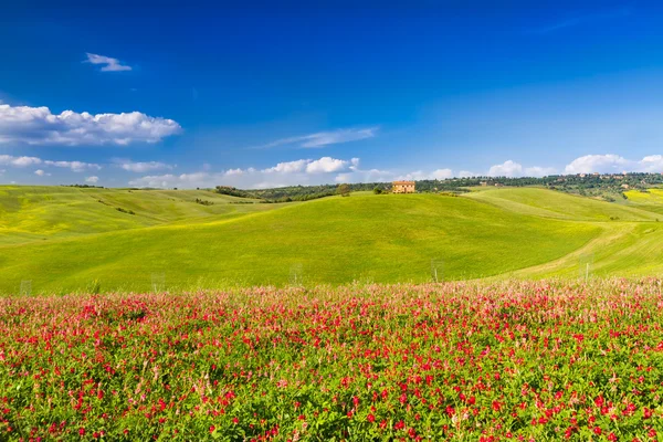 Paisaje en Toscana en Val d 'Orcia con flores, Pienza, Italia —  Fotos de Stock