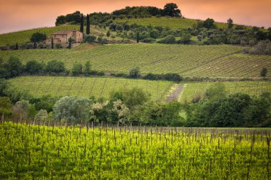 Vineyard montalcino, Toskana, İtalya