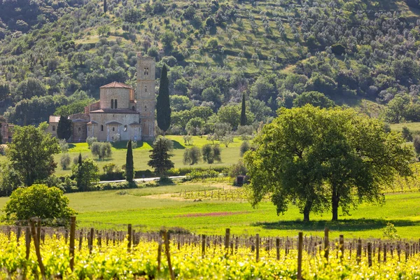 Abadia de Sant 'Antimo com vinhas, Montalcino, Toscana, Itália — Fotografia de Stock