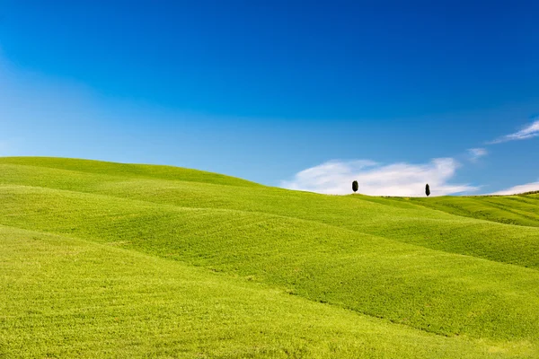 Böljande kullar med träd och blå himmel, Toscana, Italien — Stockfoto