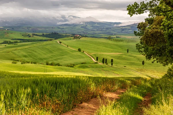 Тосканский холмистый ландшафт вблизи Пьяццы, Италия — стоковое фото