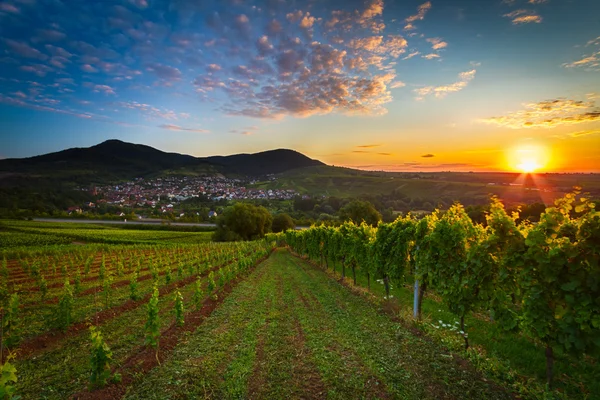 Vinice s barevné svítání v pfalz, Německo — Stock fotografie