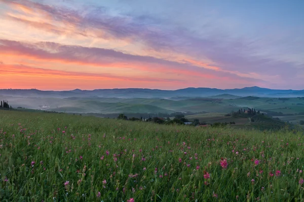 Val d'orcia po východu slunce s fialové obloze, Toskánsko, Itálie — Stock fotografie