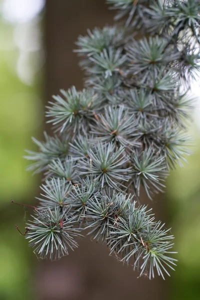 Ramo de um Cedro Atlas (lat. Cedrus atlantica "Glauca ") — Fotografia de Stock