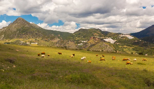 Pueblové blancos poblíž casares, Andalusie, Španělsko — Stock fotografie