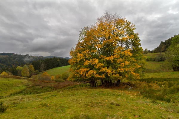 Solo árbol en otoño en la selva negra, Alemania — Zdjęcie stockowe