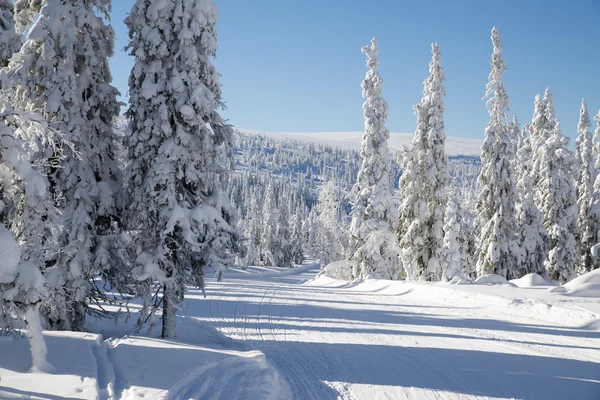 Böjda skidspår — Stockfoto