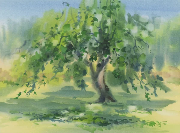 Apple tree in the garden in summer watercolor background. Green landscape