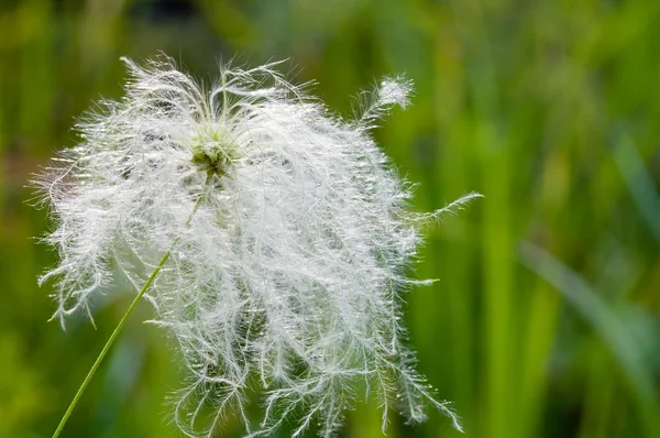 Deflowered virág klematis. virág klematis. — Stock Fotó