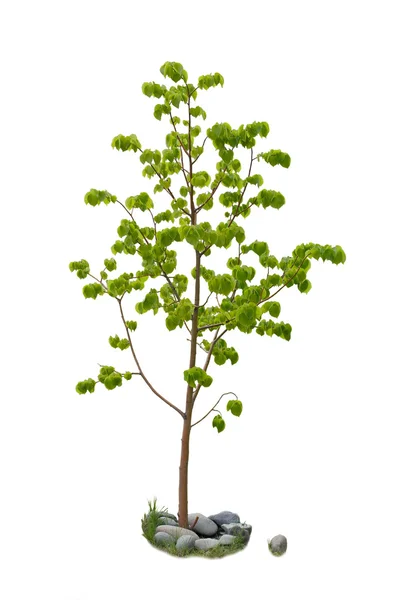 Árbol de tilo sobre fondo blanco — Foto de Stock