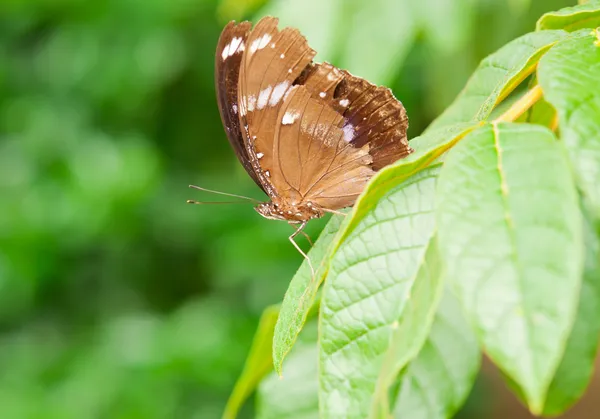 Junonia orithya — Stock Photo, Image