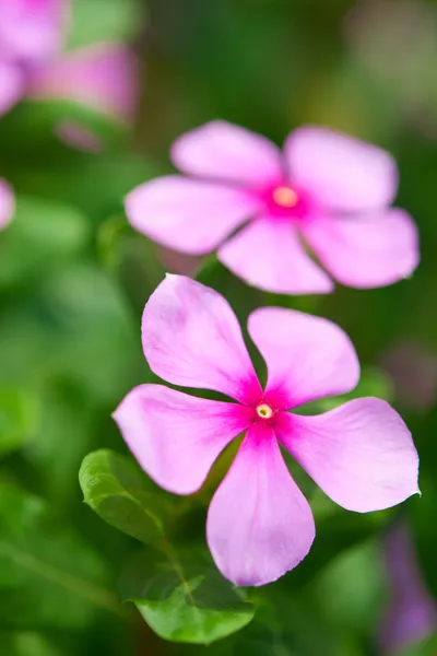 Rosa perifollo — Foto de Stock