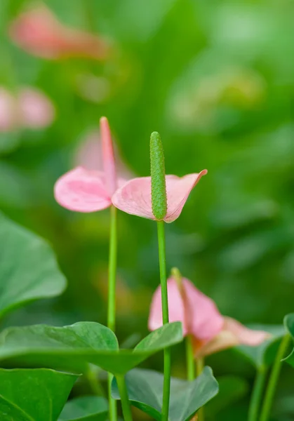 Anthurium — Stock Photo, Image