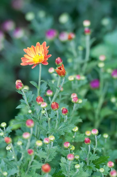 Pequenas flores de margarida — Fotografia de Stock