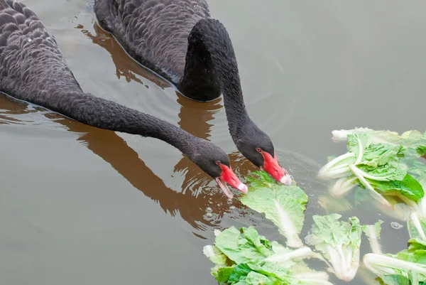 Cisne negro — Fotografia de Stock