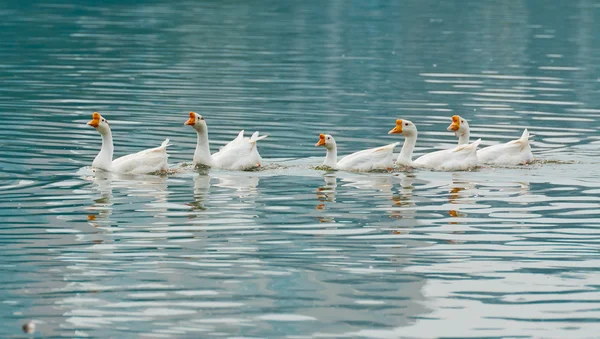 Goose swimming — Stock Photo, Image