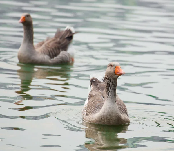 Greylag Kaz