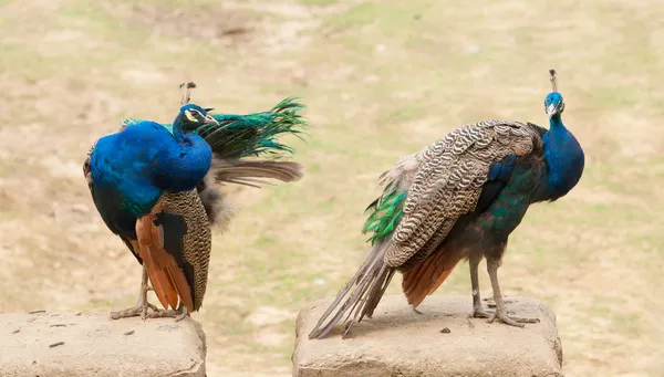 Peacock — Stock Photo, Image