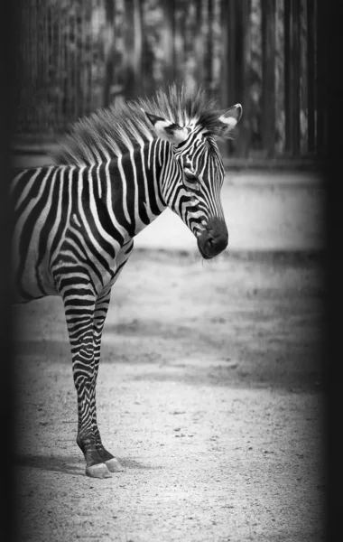 Zebra v černé a bílé — Stock fotografie