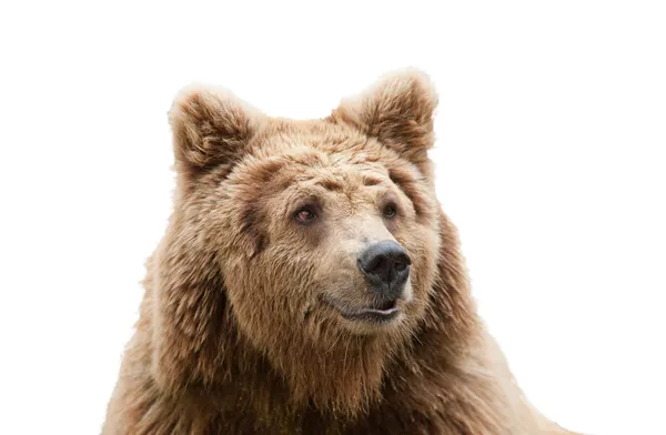 Geïsoleerde bear hoofd — Stockfoto