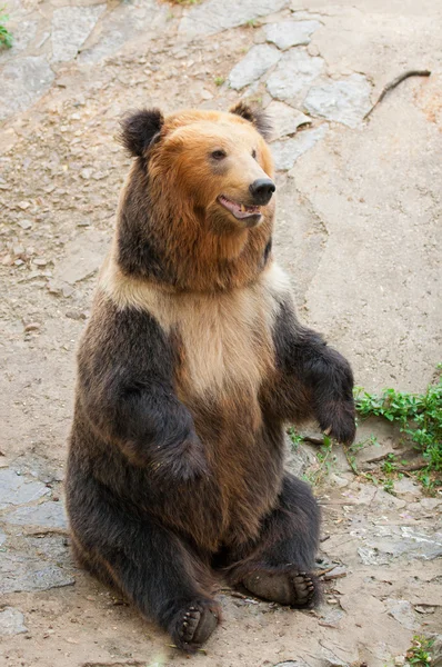 Urso bonito — Fotografia de Stock