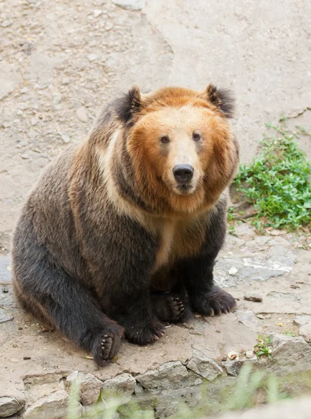 Urso bonito — Fotografia de Stock