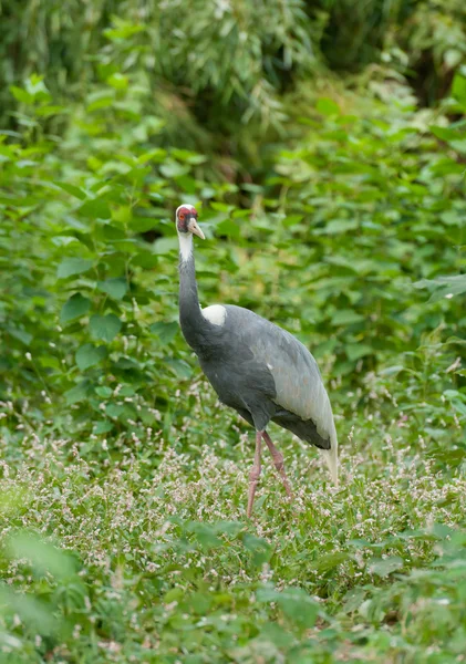 Walking Crane — Stock Photo, Image