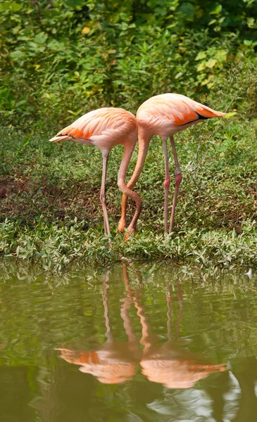 恋にフラミンゴの鳥 — ストック写真