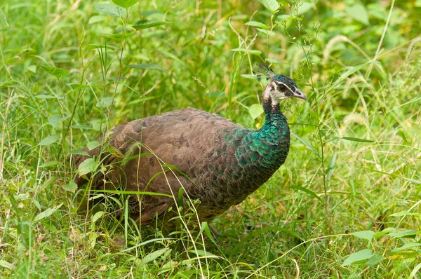 Pavão — Fotografia de Stock