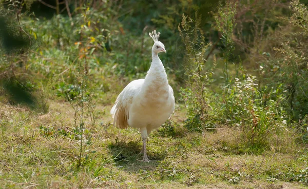 Pezzo bianco — Foto Stock