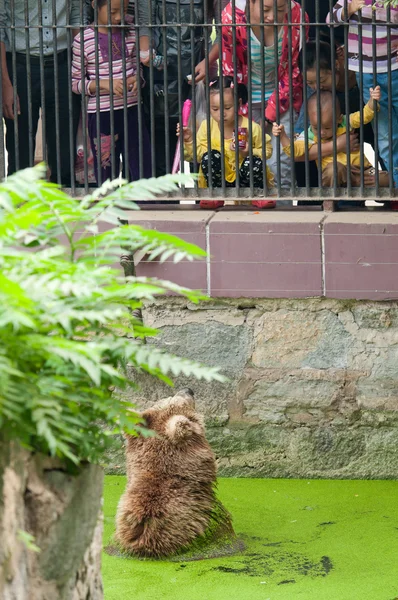 เด็กในสวนสัตว์ — ภาพถ่ายสต็อก