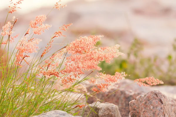 Rode reed — Stockfoto