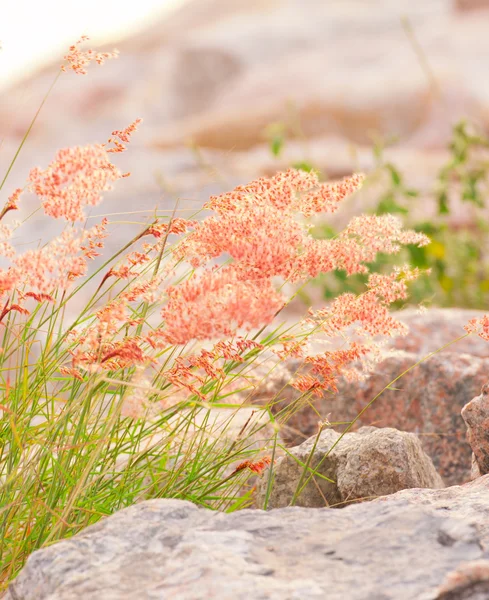 Rode reed — Stockfoto