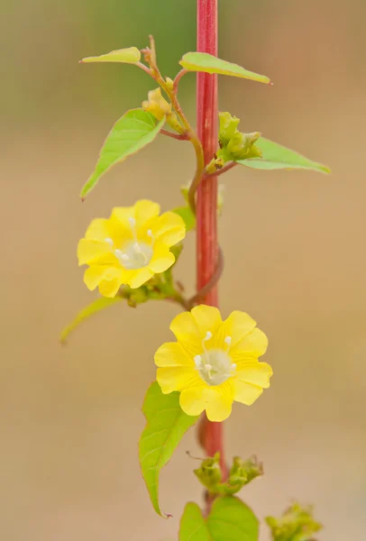 Yellow flowers — Stock Photo, Image