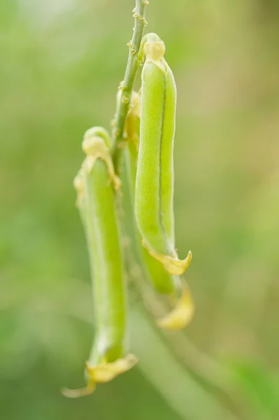 Crotalaria zanzibarica — Φωτογραφία Αρχείου