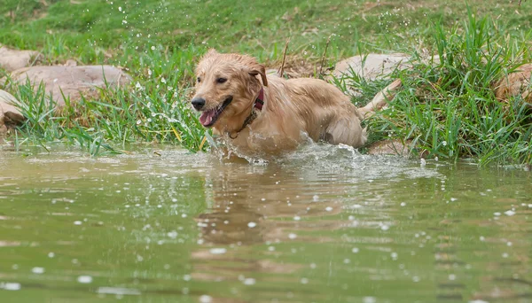 Dog running into water — Stock Photo, Image