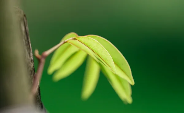 Green leaf on tree — Stock Photo, Image