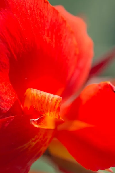 Inside a canna flower — Stock Photo, Image