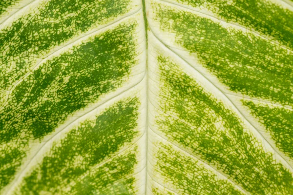 Leaf vein