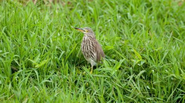 Çin pond heron