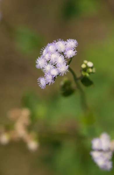 Billygoat-Weed Blume — Stockfoto