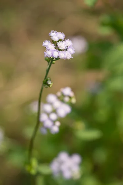 Billygoat-weed flower — Stock Photo, Image