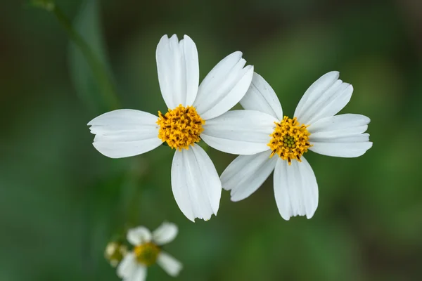 Bloemen in de liefde — Stockfoto