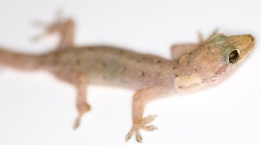 Gecko