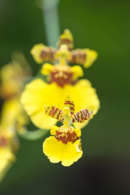 Oncidium