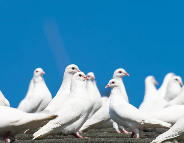Doves — Stock Photo, Image