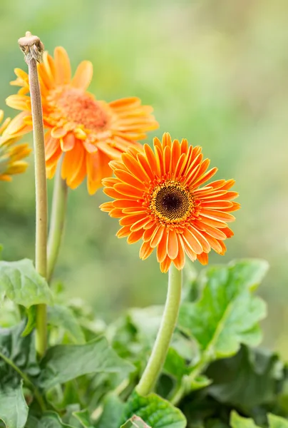 Barberton daisy gerbera — Stock Photo, Image