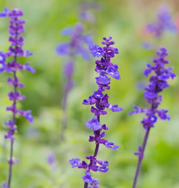 Lavandula — Stock Photo, Image