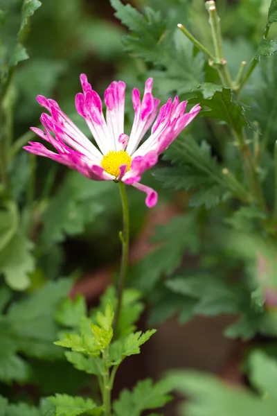 Rosa Gänseblümchen — Stockfoto