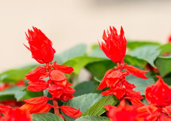 Ker-Bursa salvia çiçeği